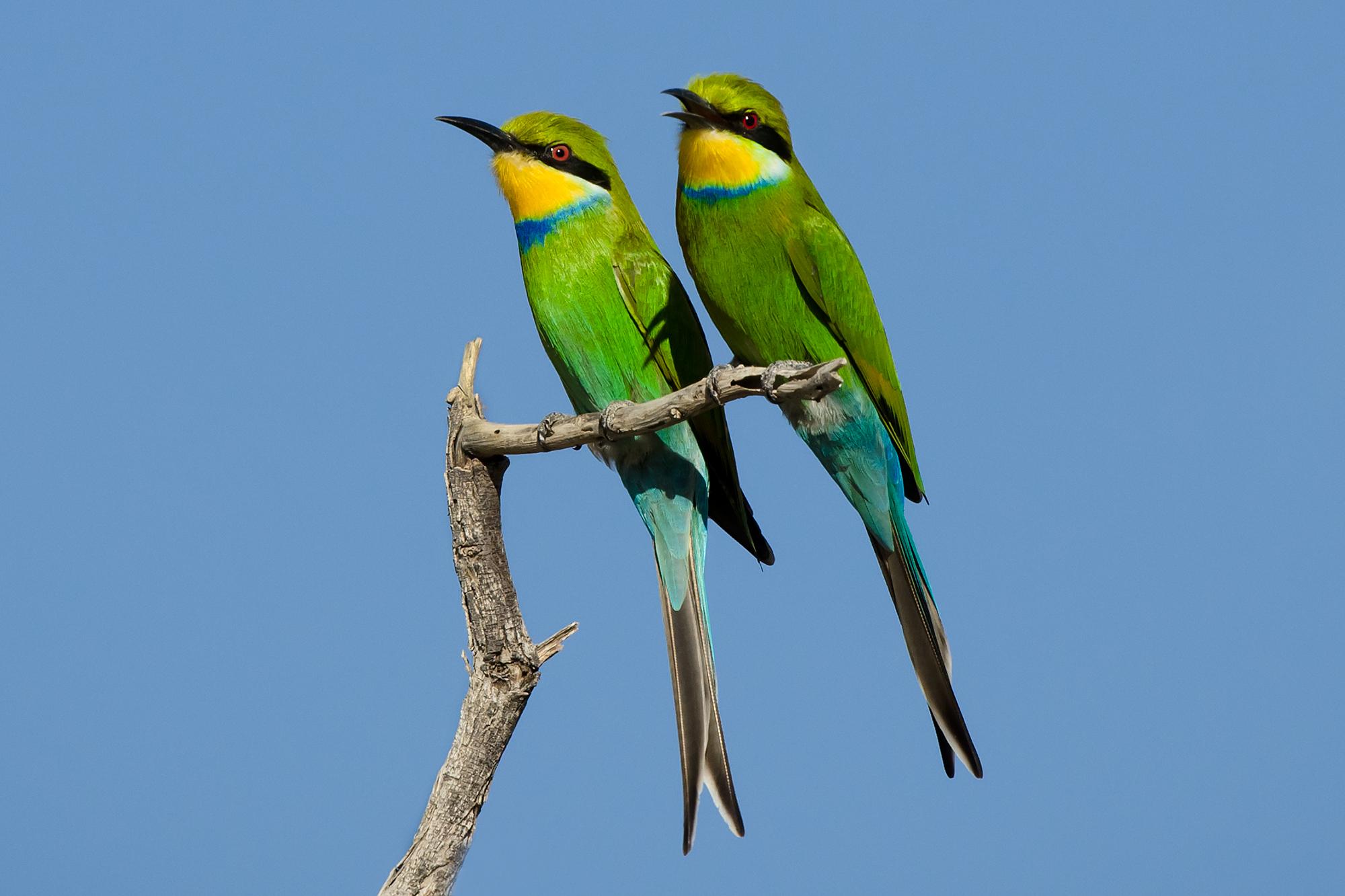 Abejaruco golondrina