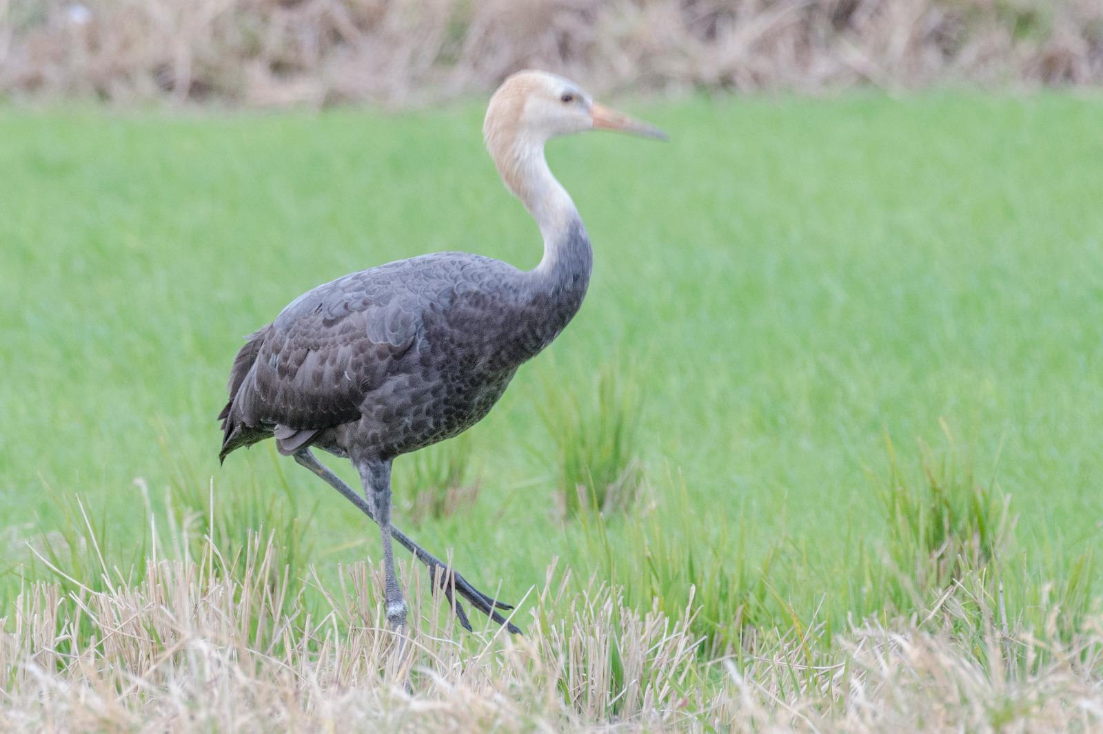 Grulla Monje