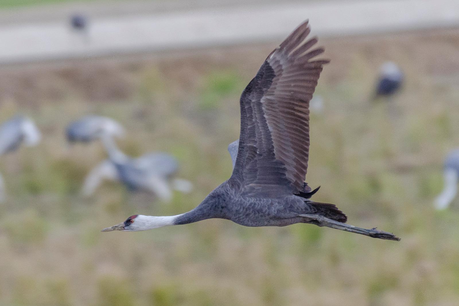 Grulla Monje