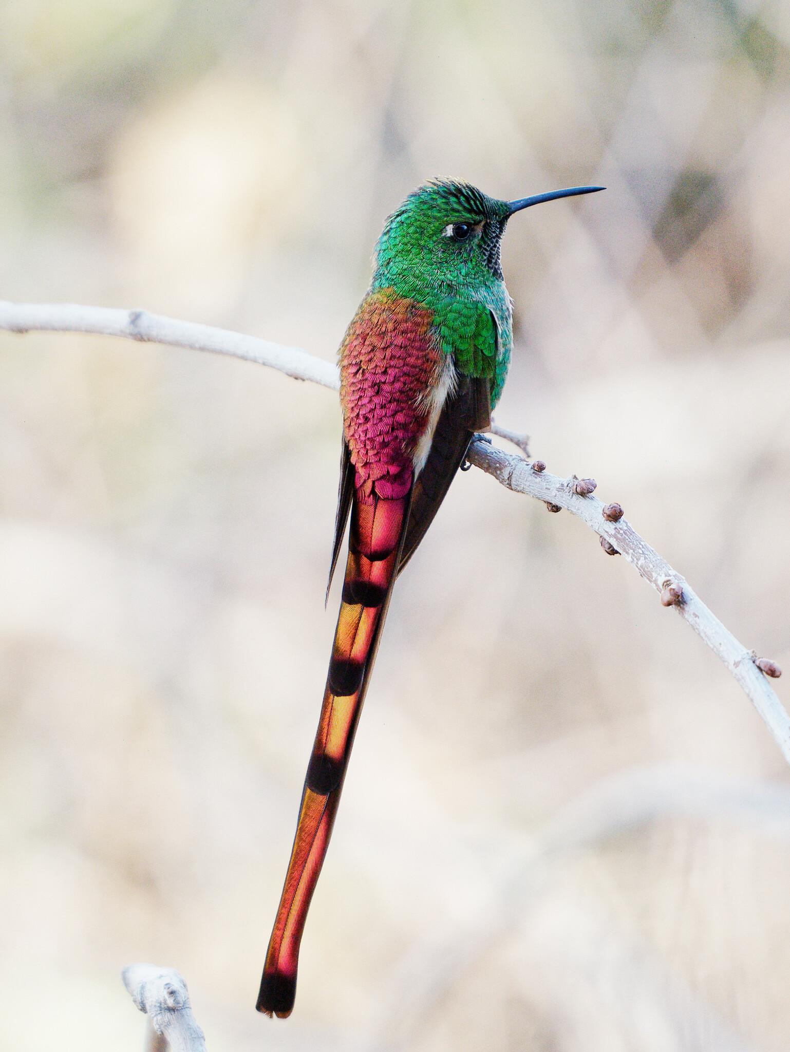Colibríes