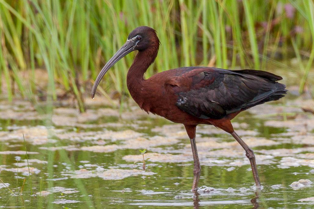 Ibis cara oscura