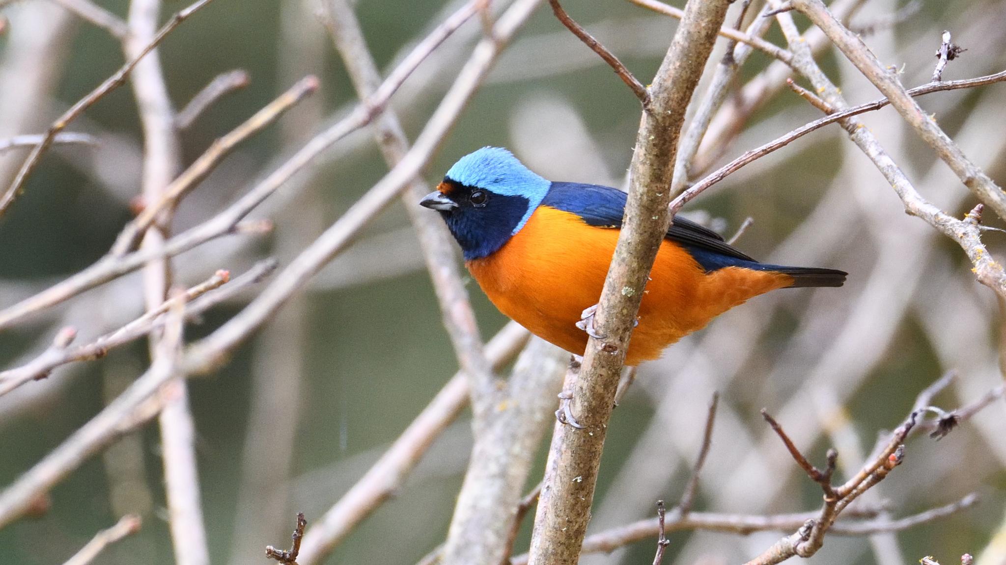Pinzones, jilgueritos, eufonias y parientes
