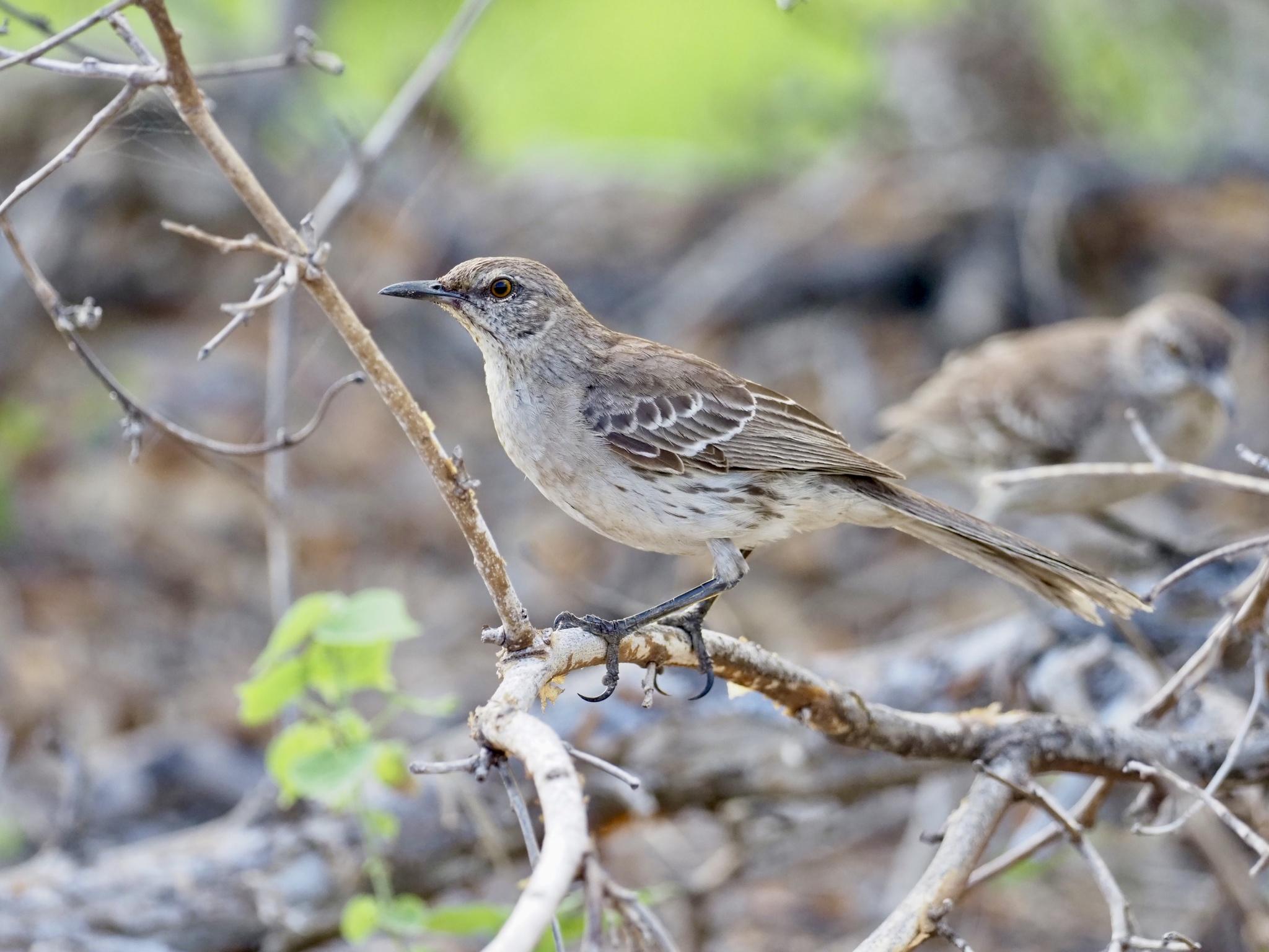 Bahama Mockingbird