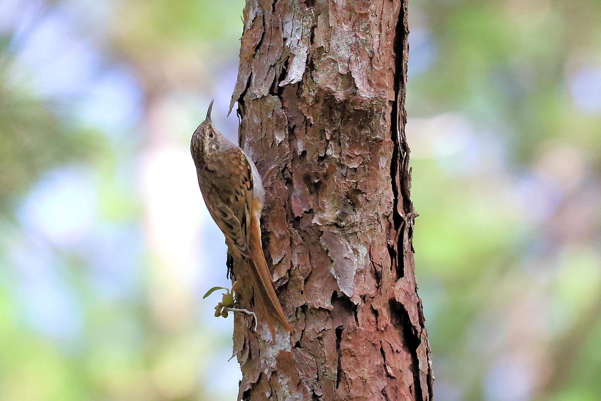 Hume's Treecreeper