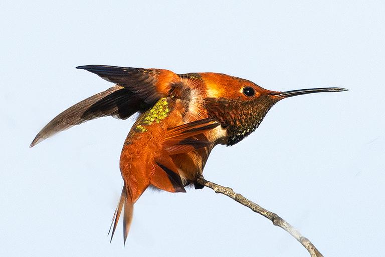 Colibríes