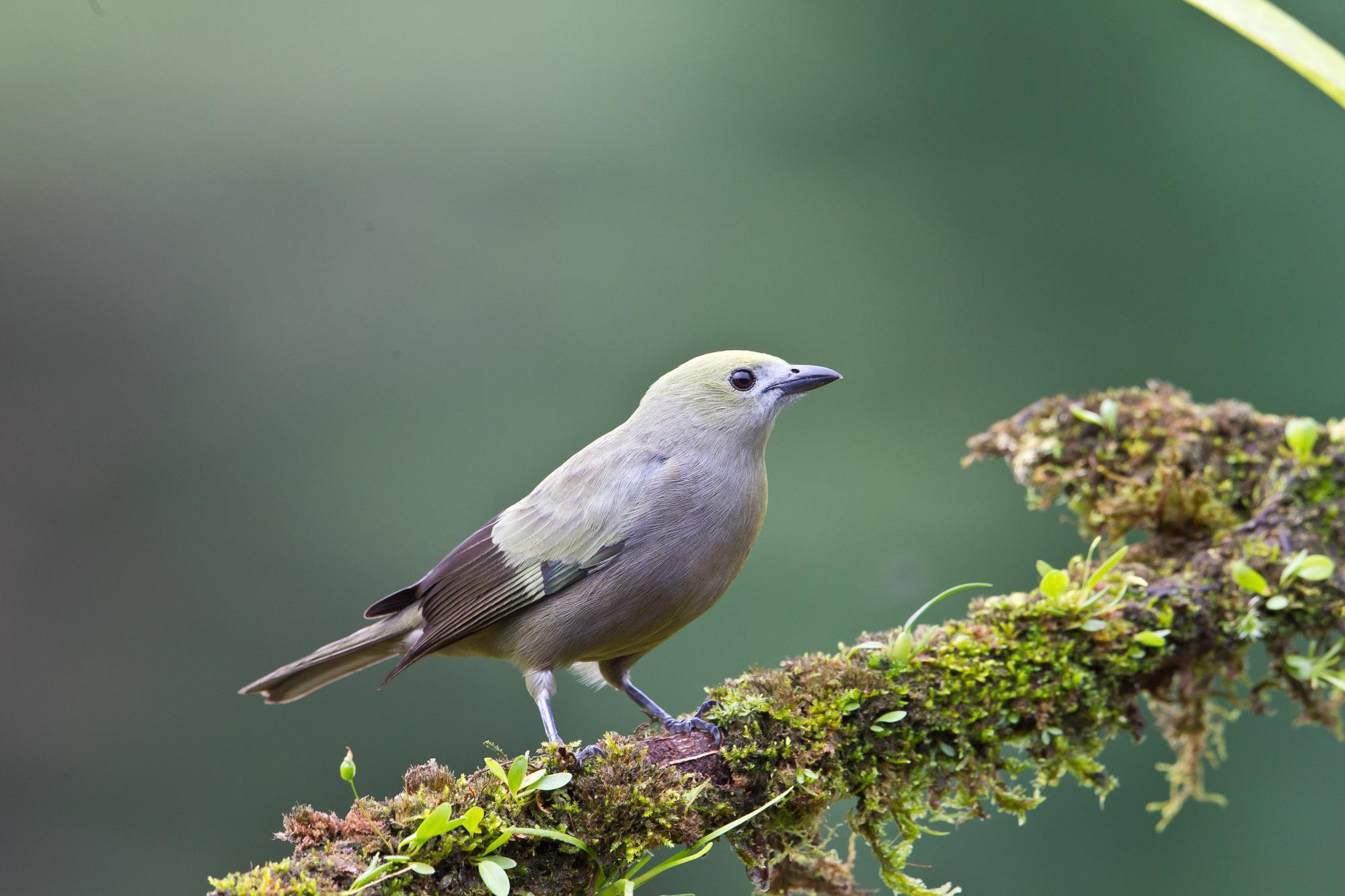 Palm Tanager