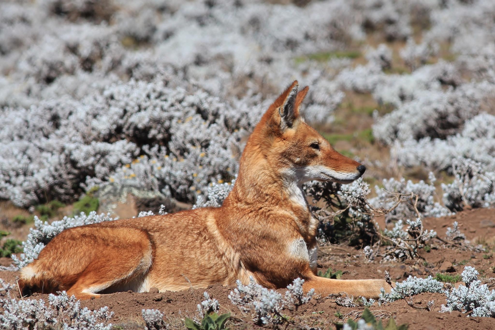 Coyotes, lobos, chacales y perros