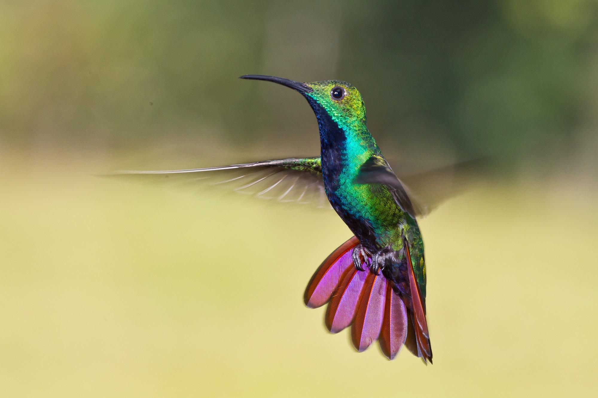 Colibríes