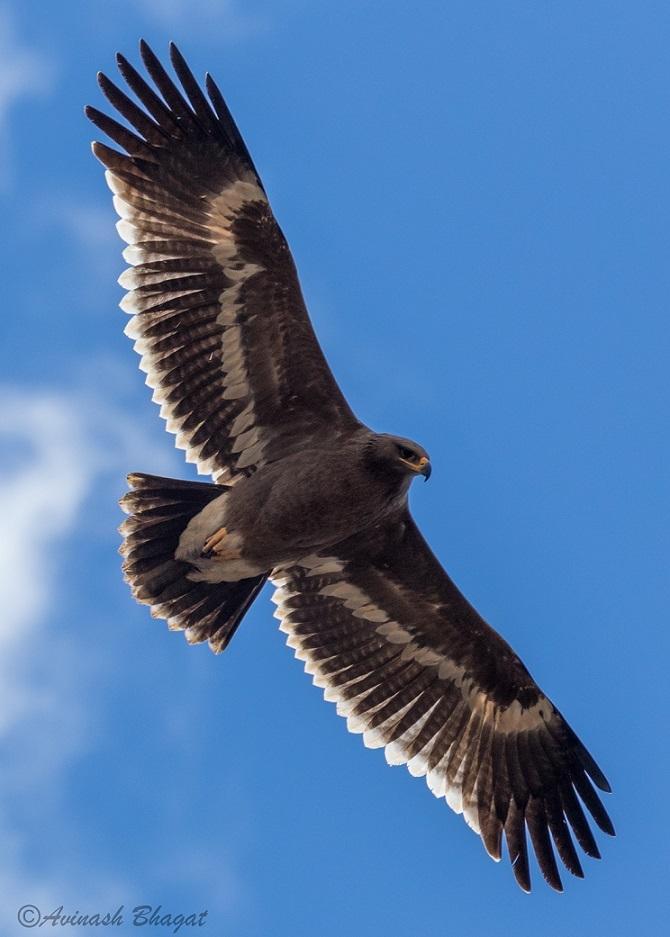 Águila esteparia