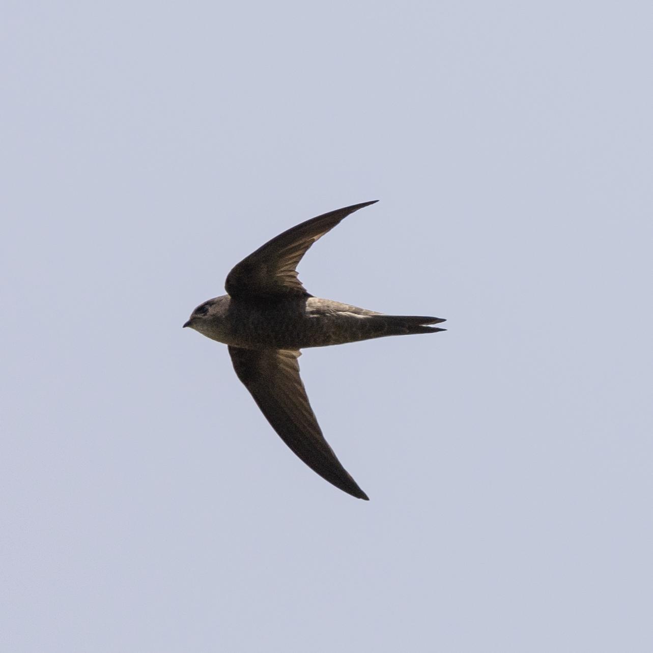 Vencejo de Cabo Verde