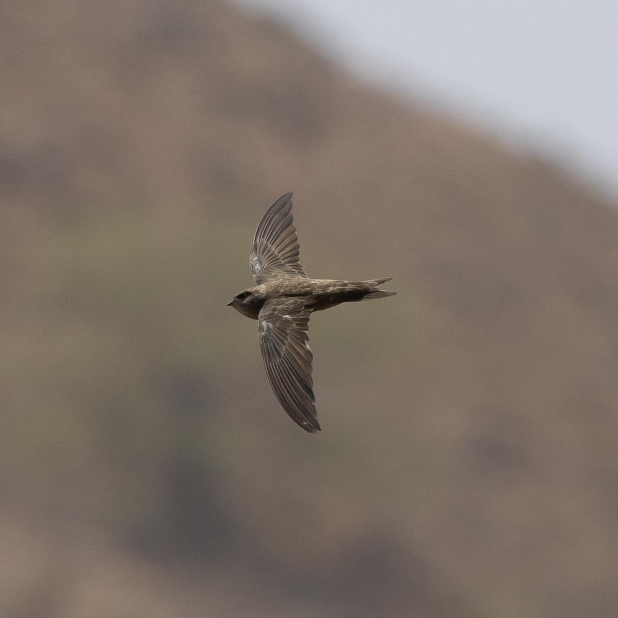 Vencejo de Cabo Verde