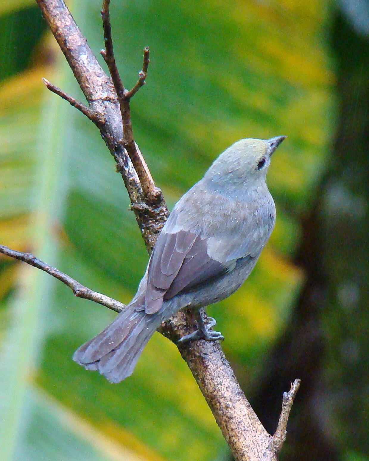 Palm Tanager