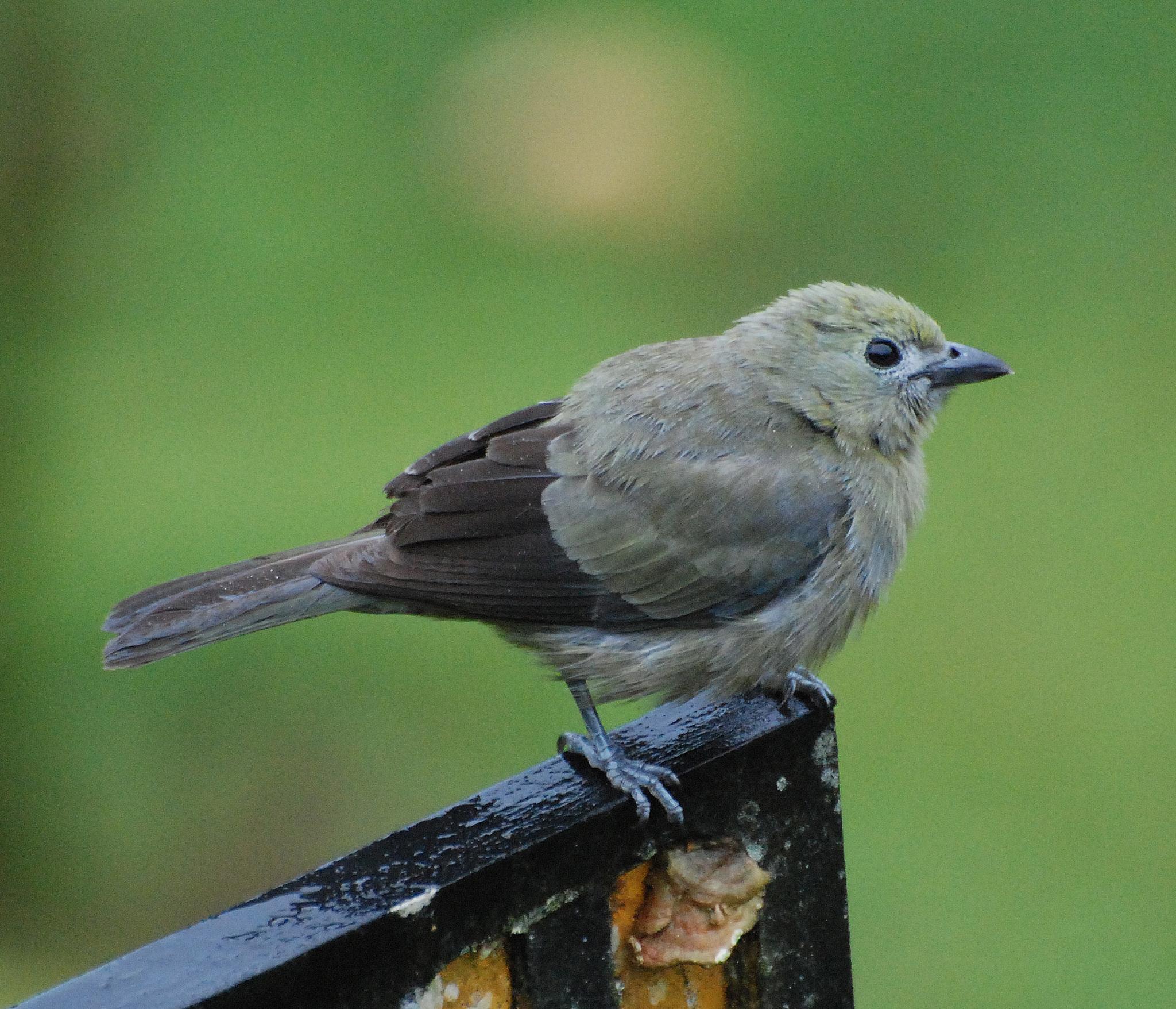 Palm Tanager