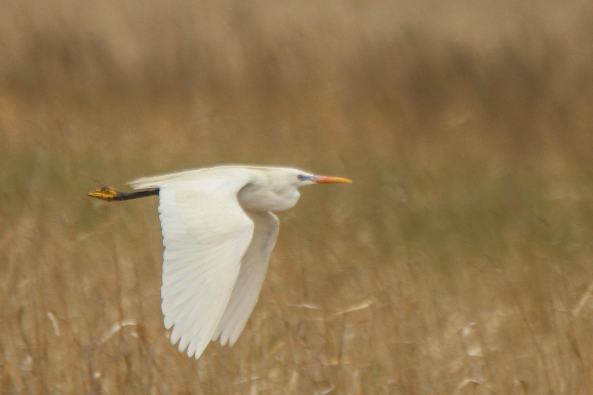 Chinese Egret