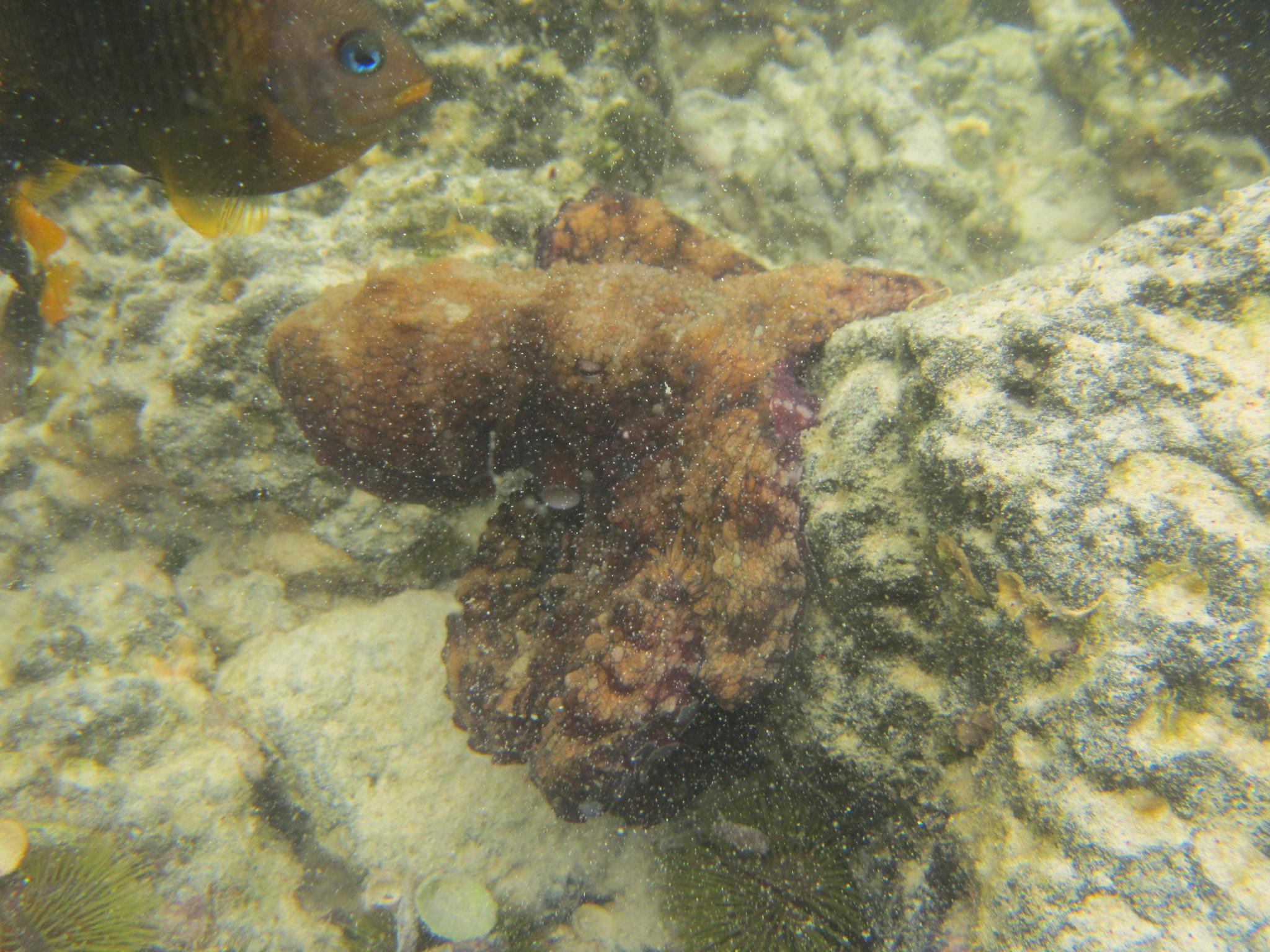 Pulpo de las Galápagos