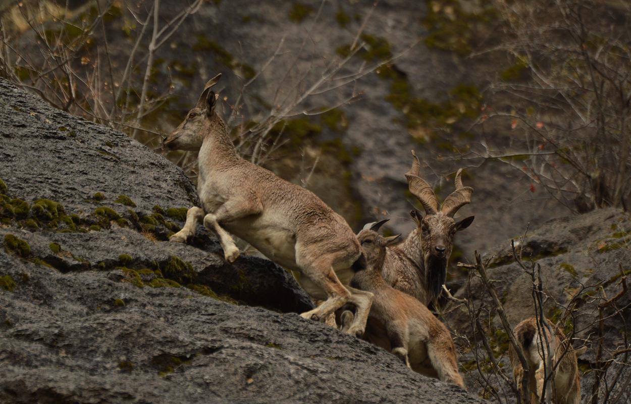 Cabras