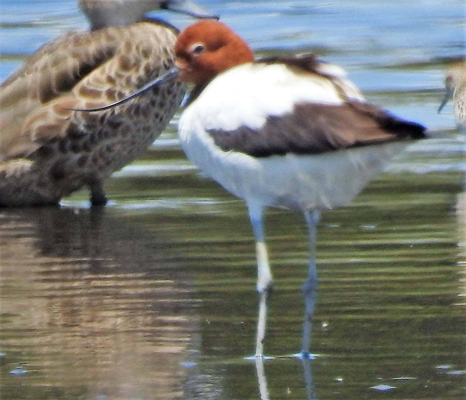 Avoceta Australiana