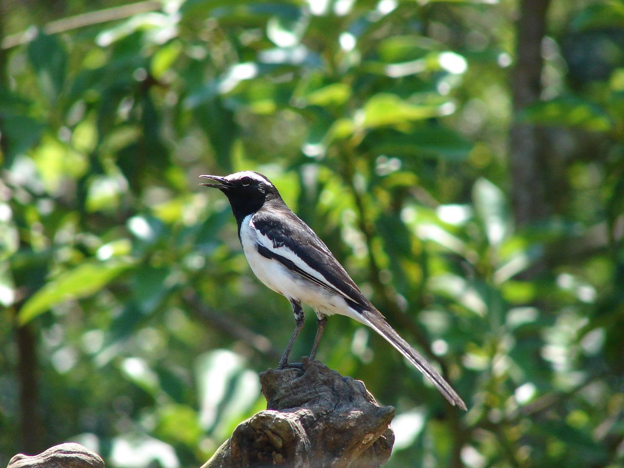 Lavandera India