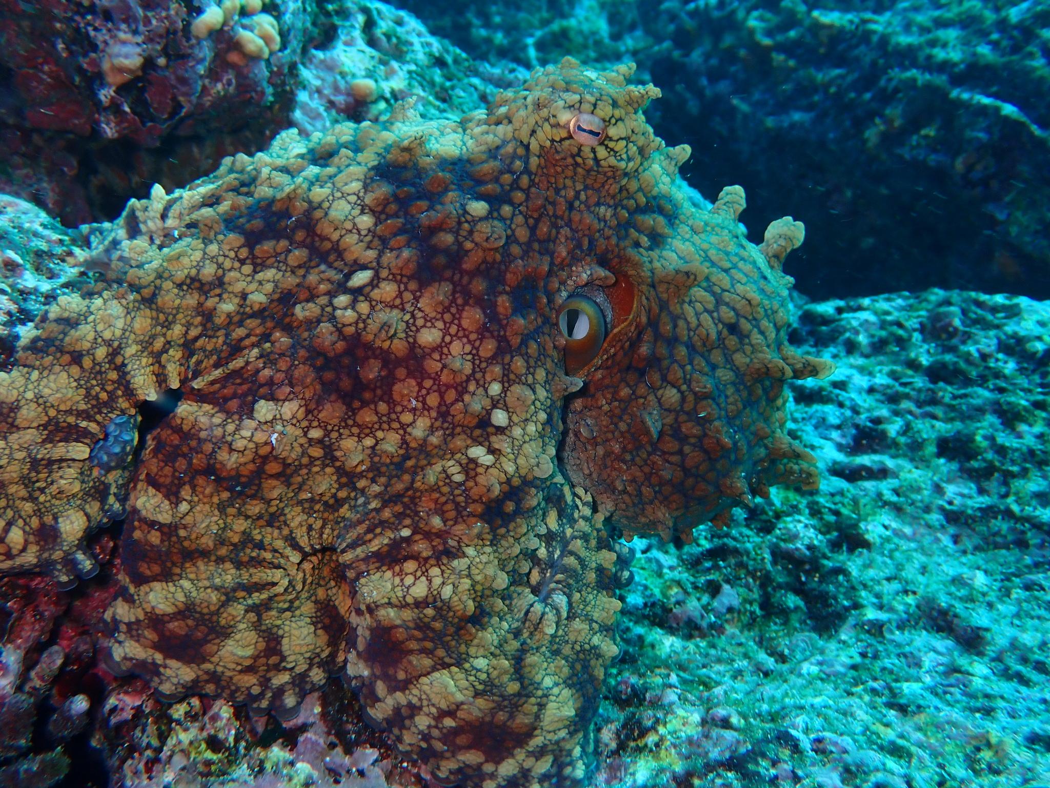 Pulpo de las Galápagos