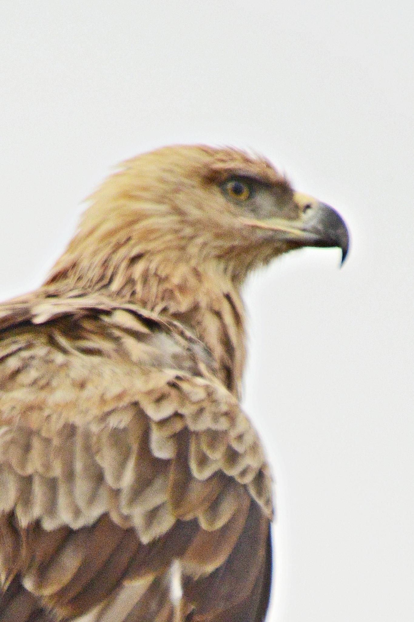 Águila rapaz