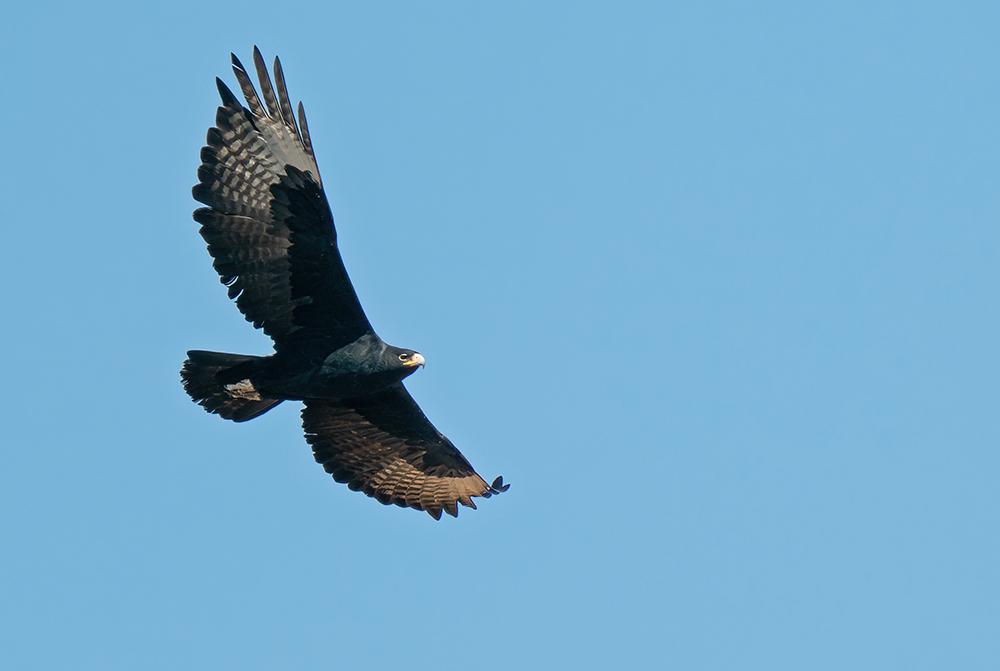 Águila cafre