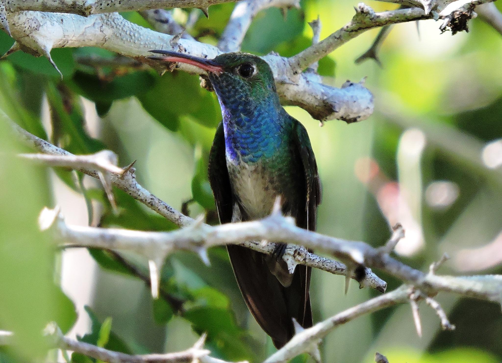 Honduran Emerald