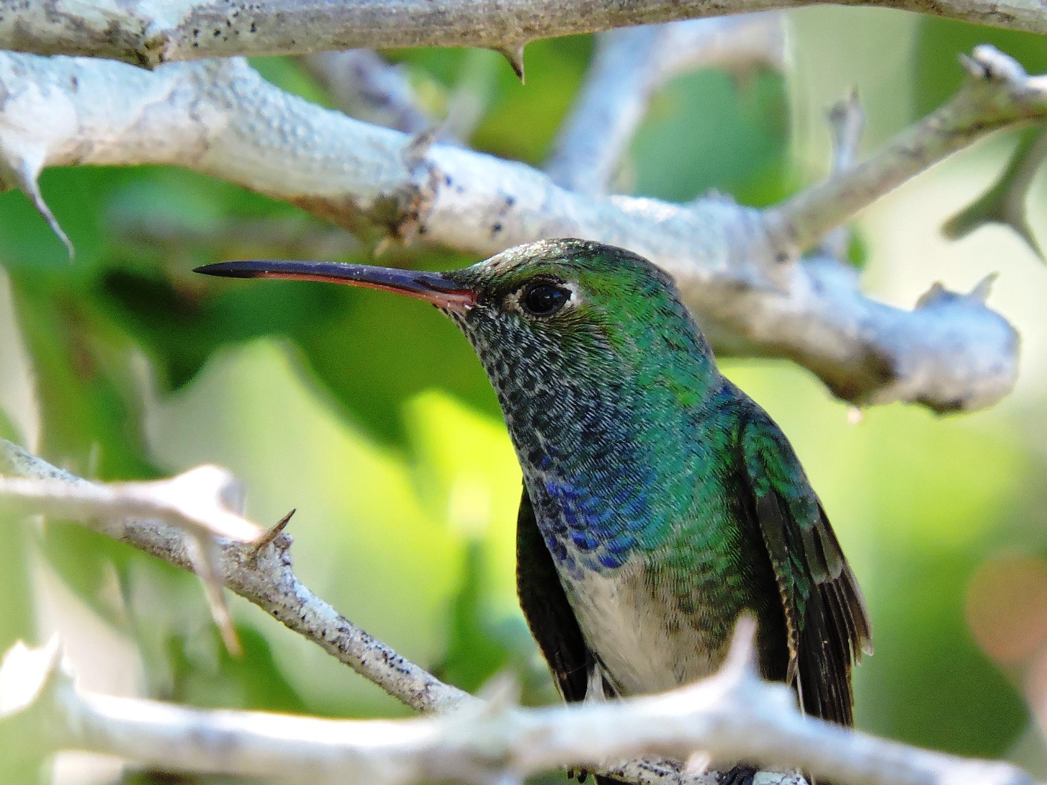 Honduran Emerald