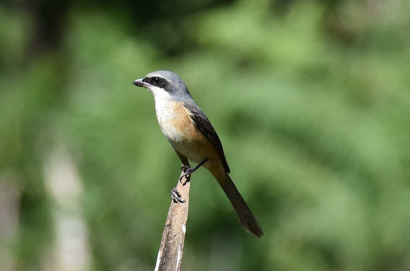 Grey-backed Shrike