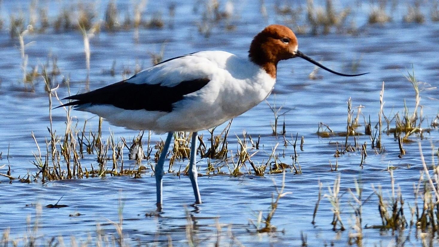 Avoceta Australiana
