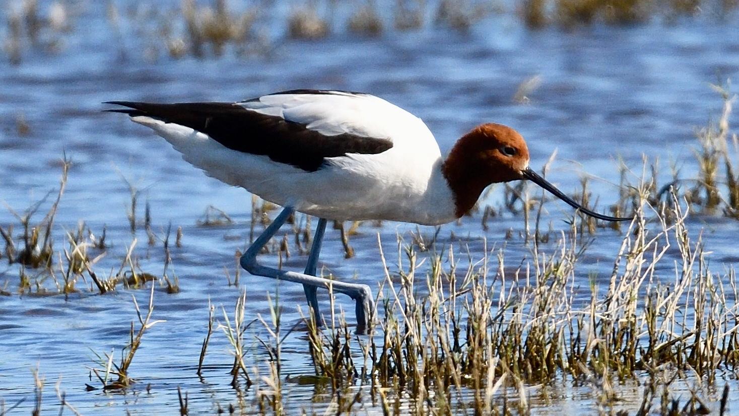Avoceta Australiana
