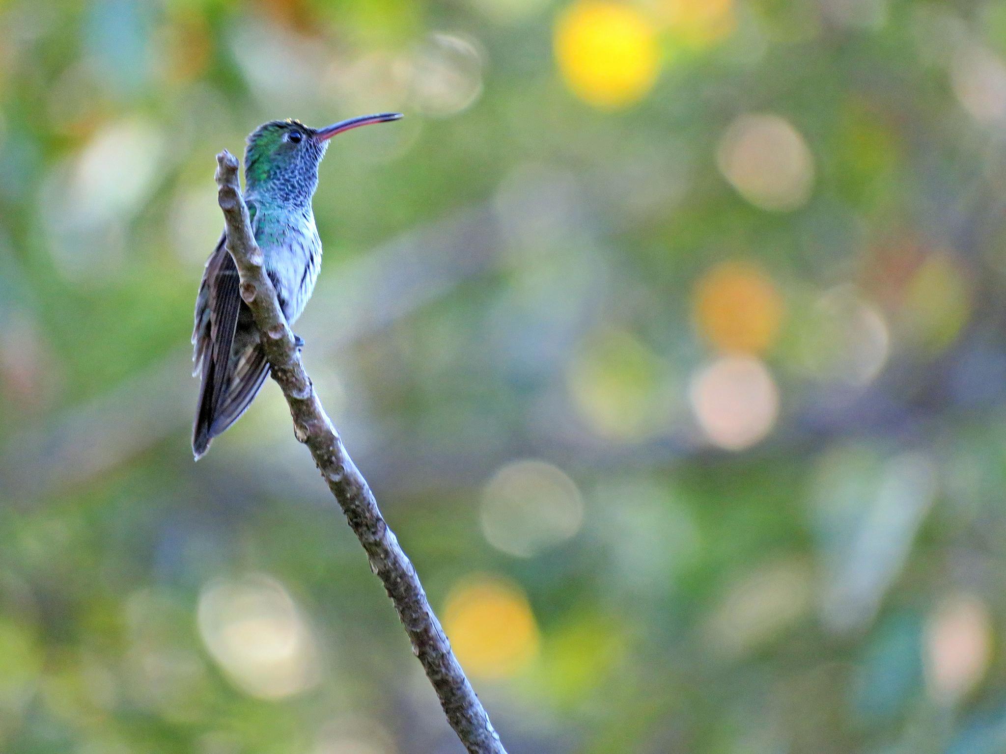 Honduran Emerald