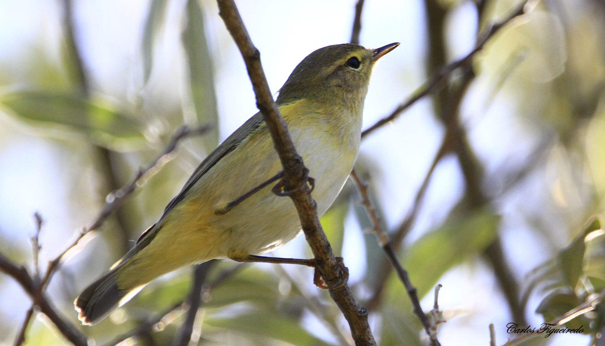 Mosquitero ibérico