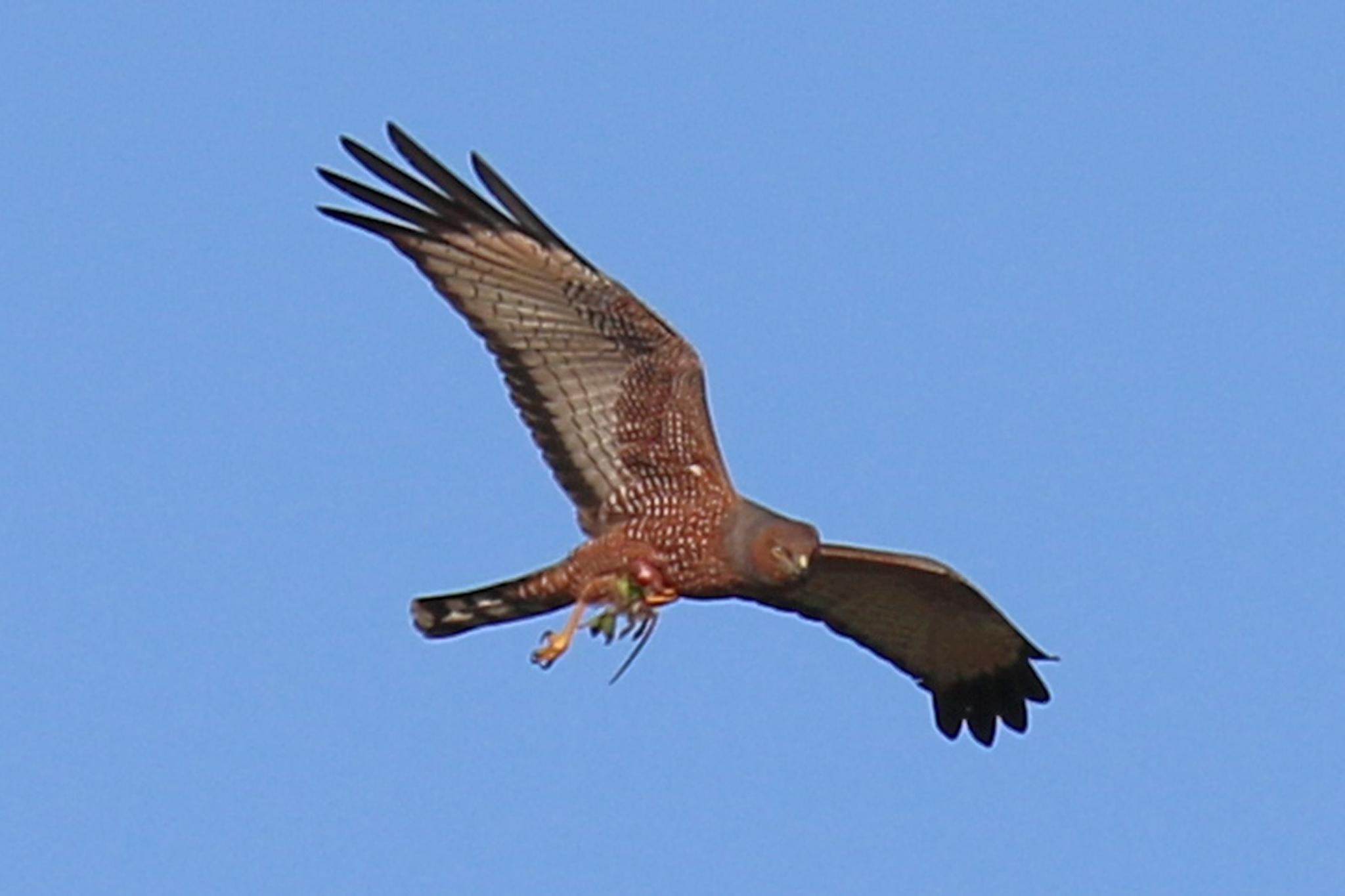 Aguilucho moteado