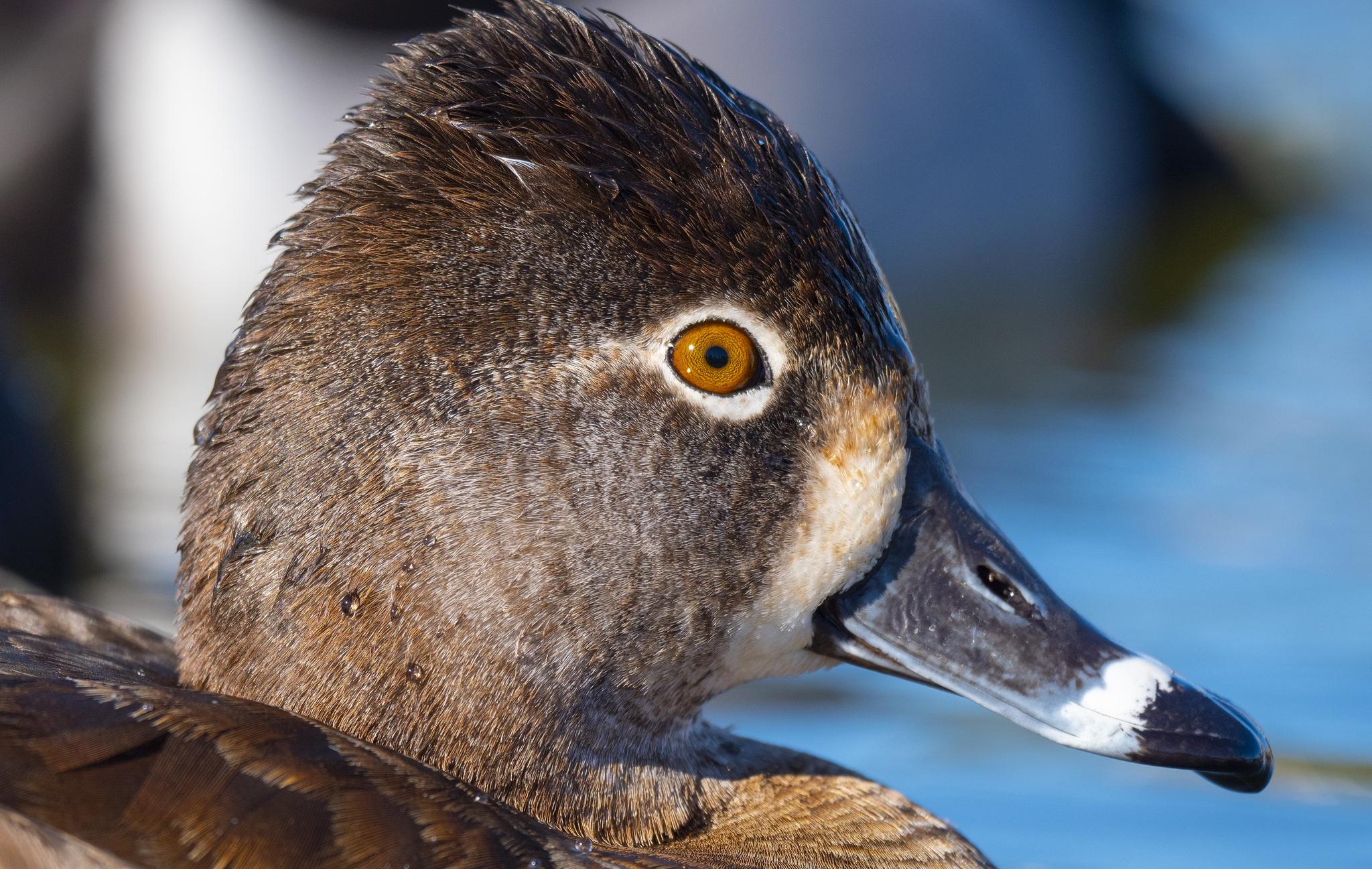 Pato pico anillado