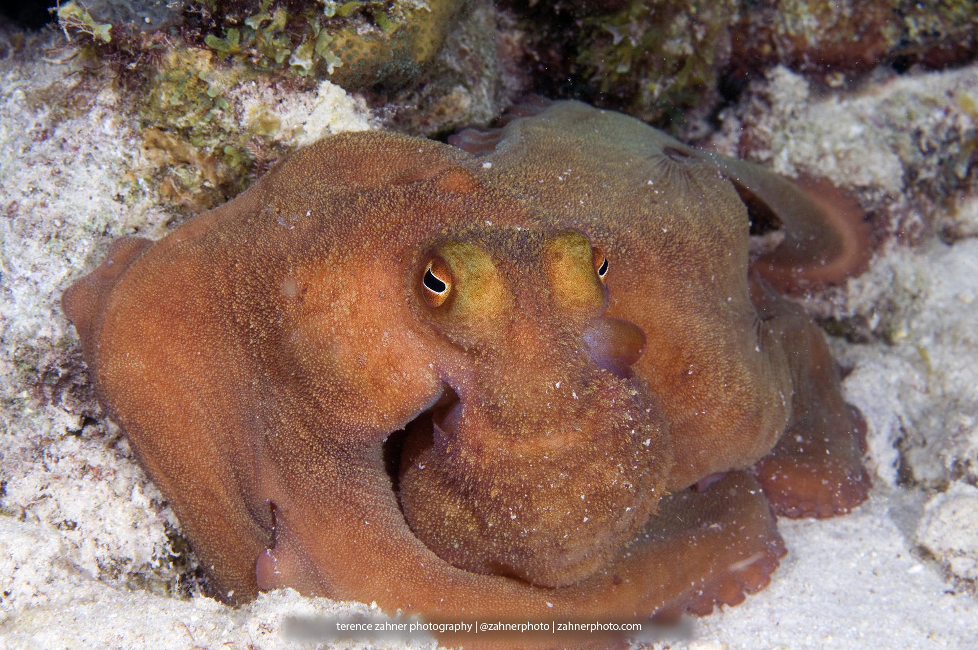 Pulpo del arrecife caribeño