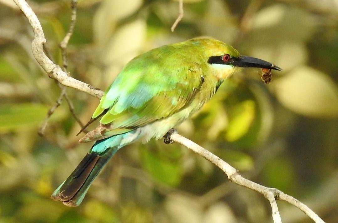 abejaruco australiano