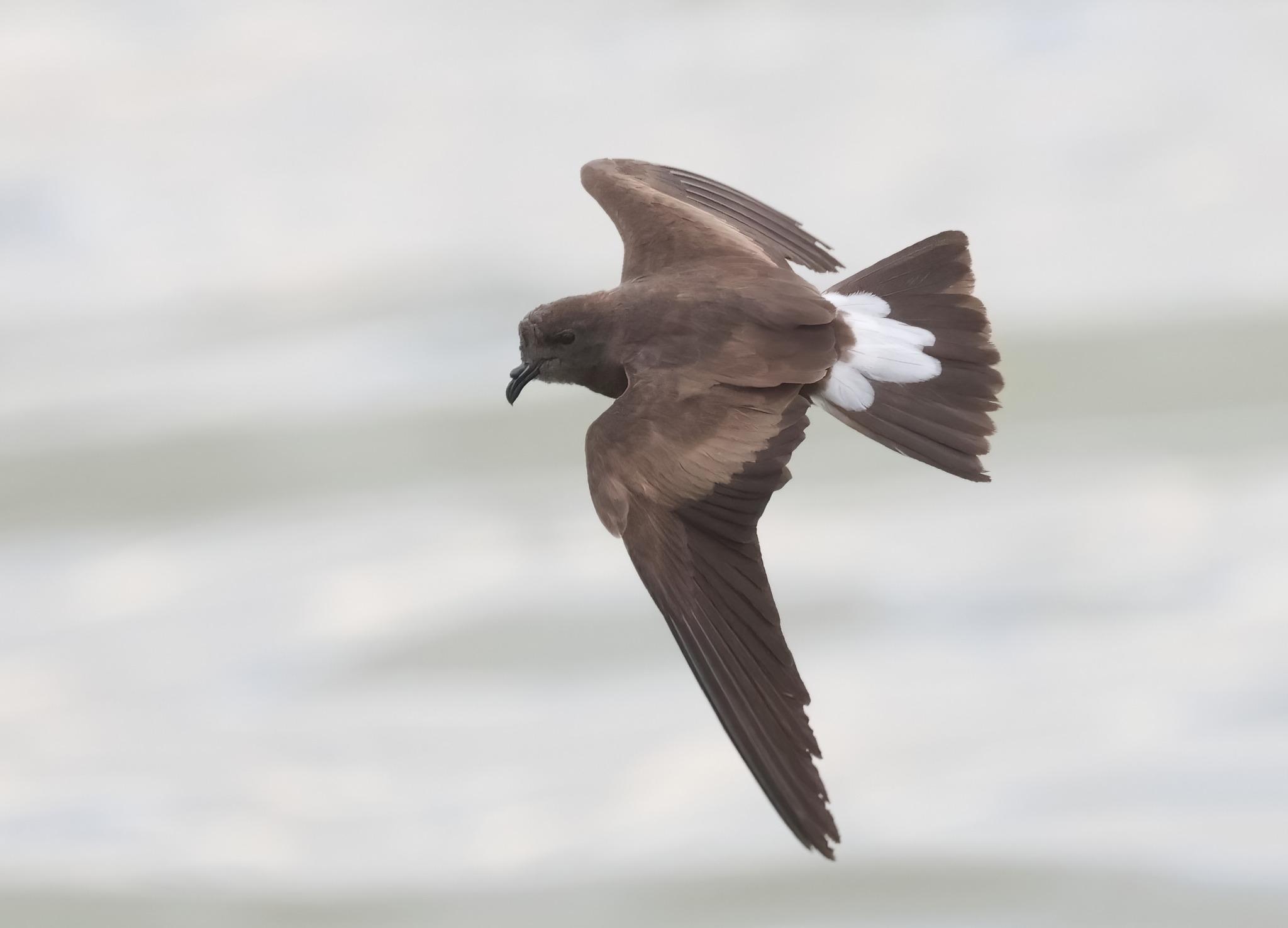 Golondrina de mar peruana