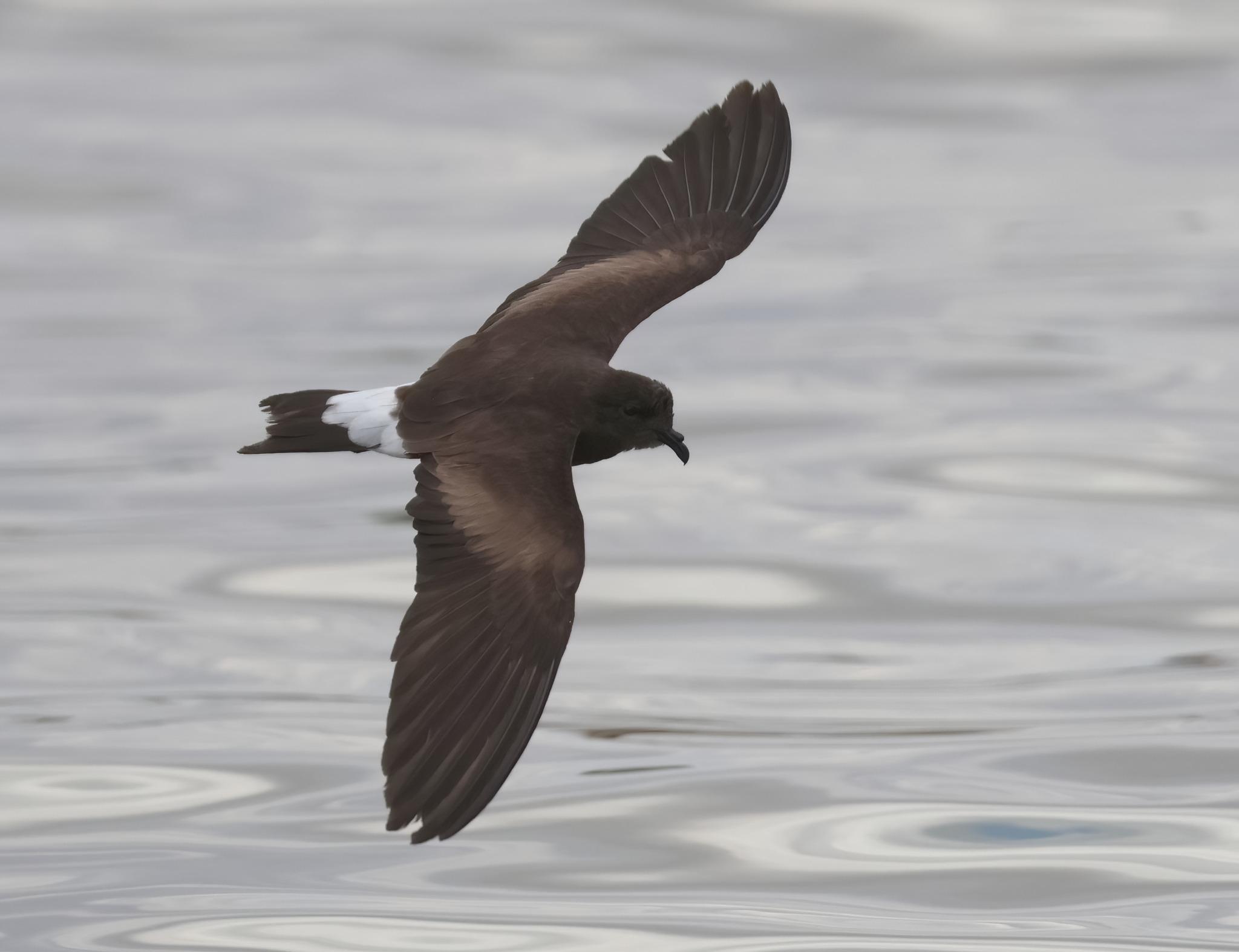 Golondrina de mar peruana