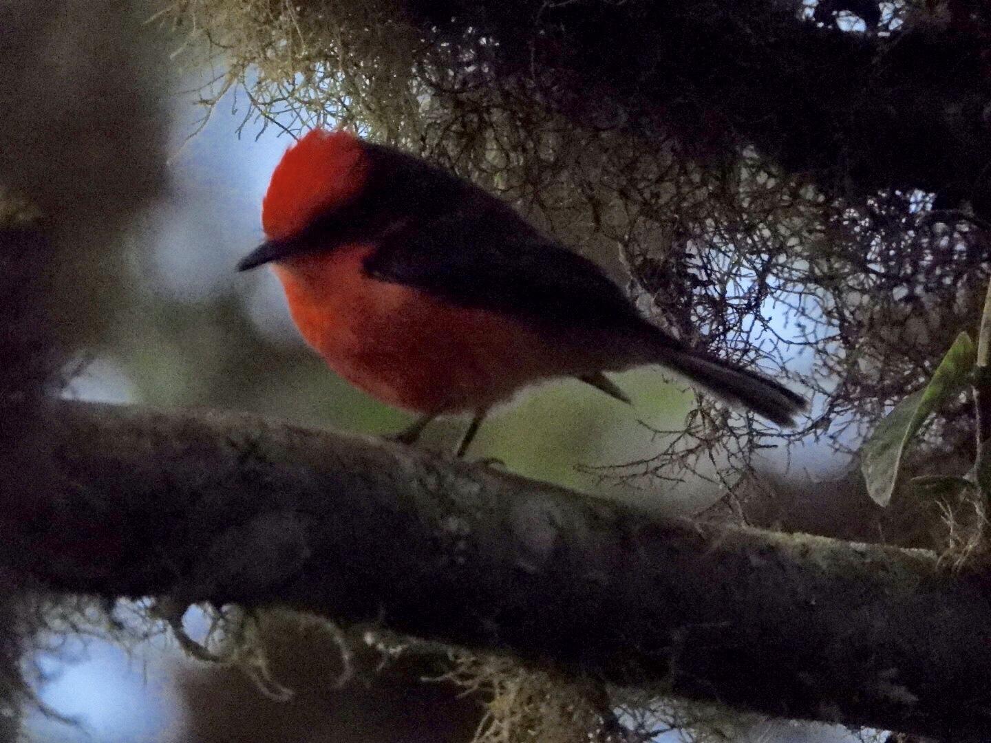 Brujo Flycatcher