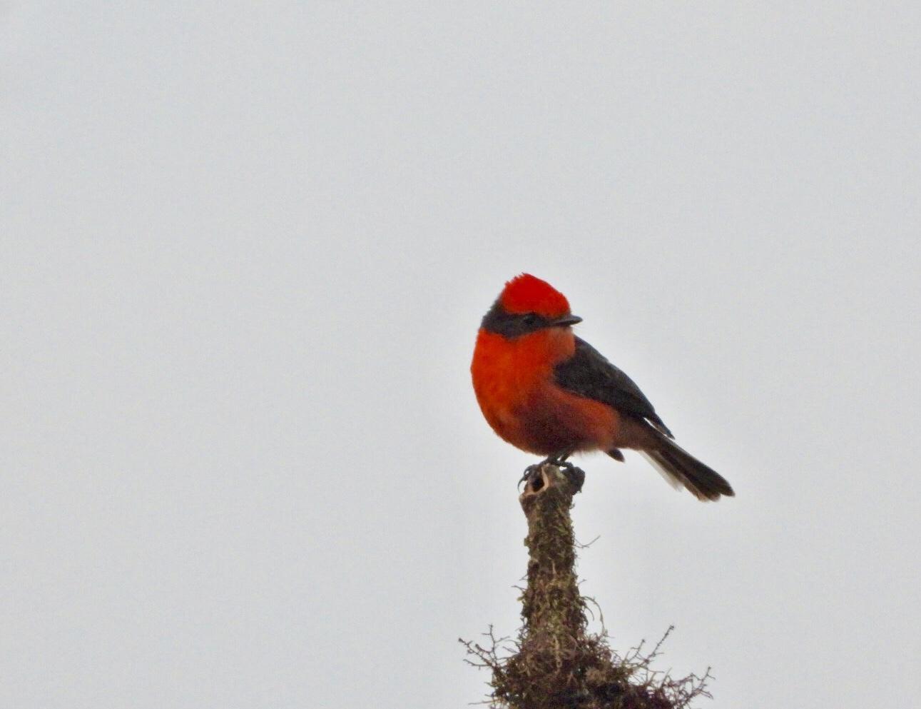 Brujo Flycatcher
