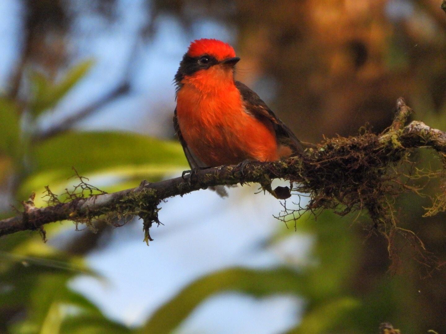 Brujo Flycatcher