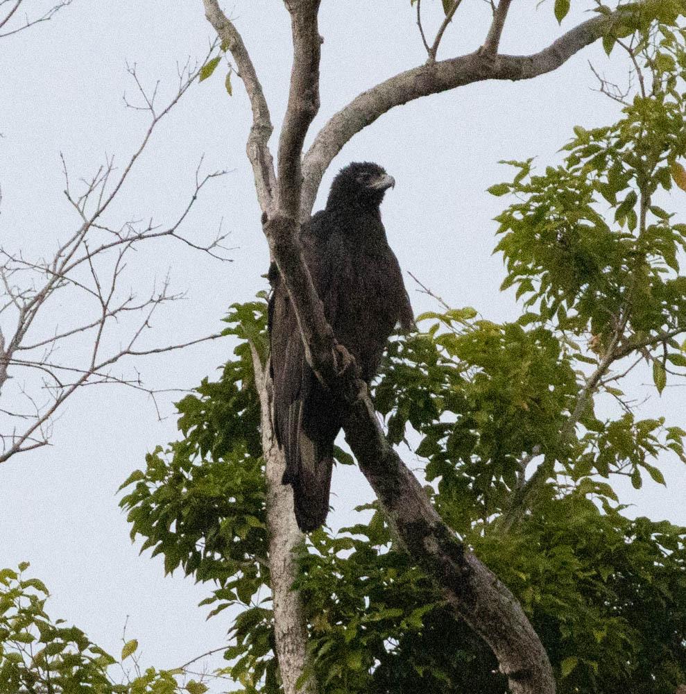 Gurney's Eagle