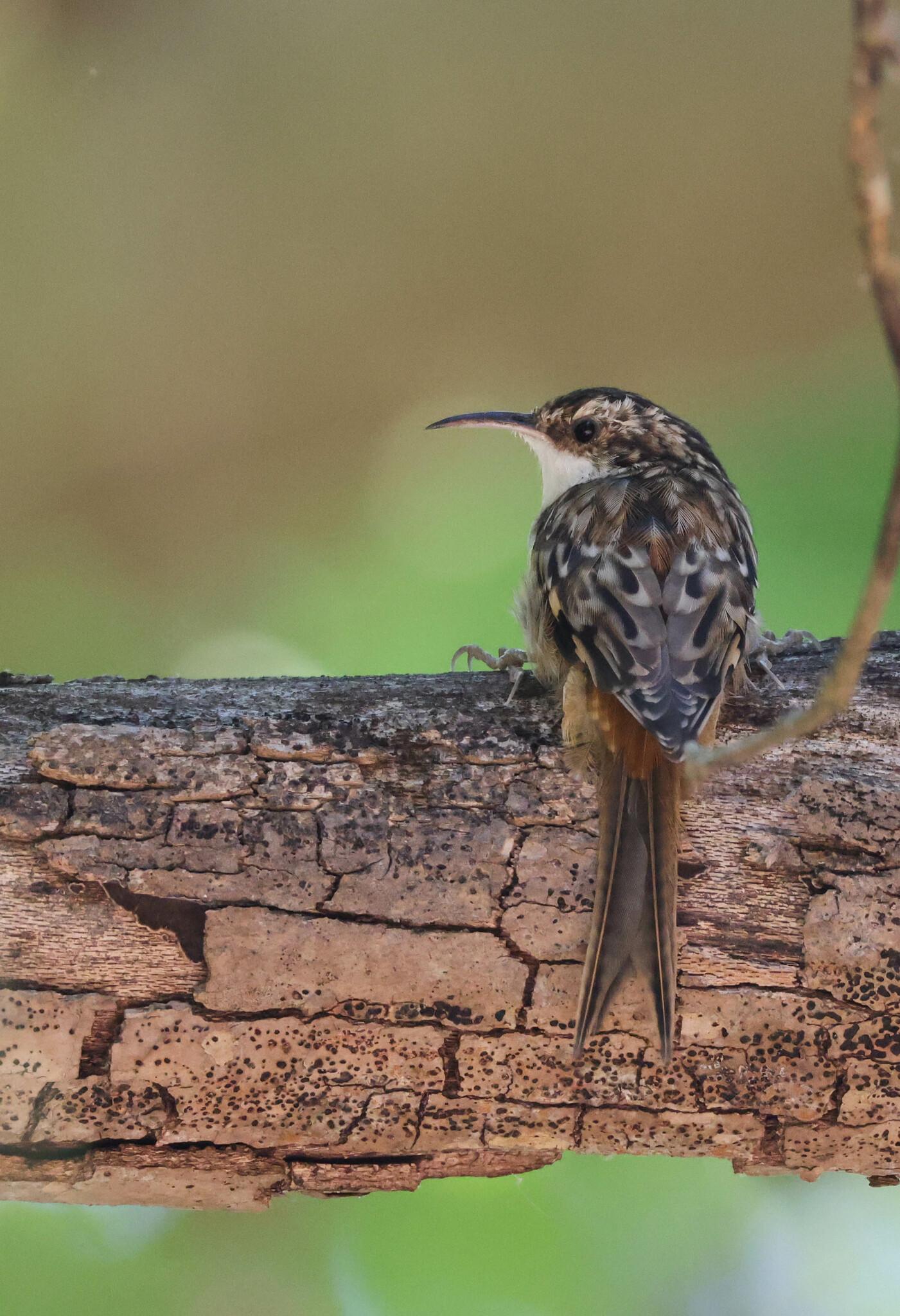 Brown Creeper