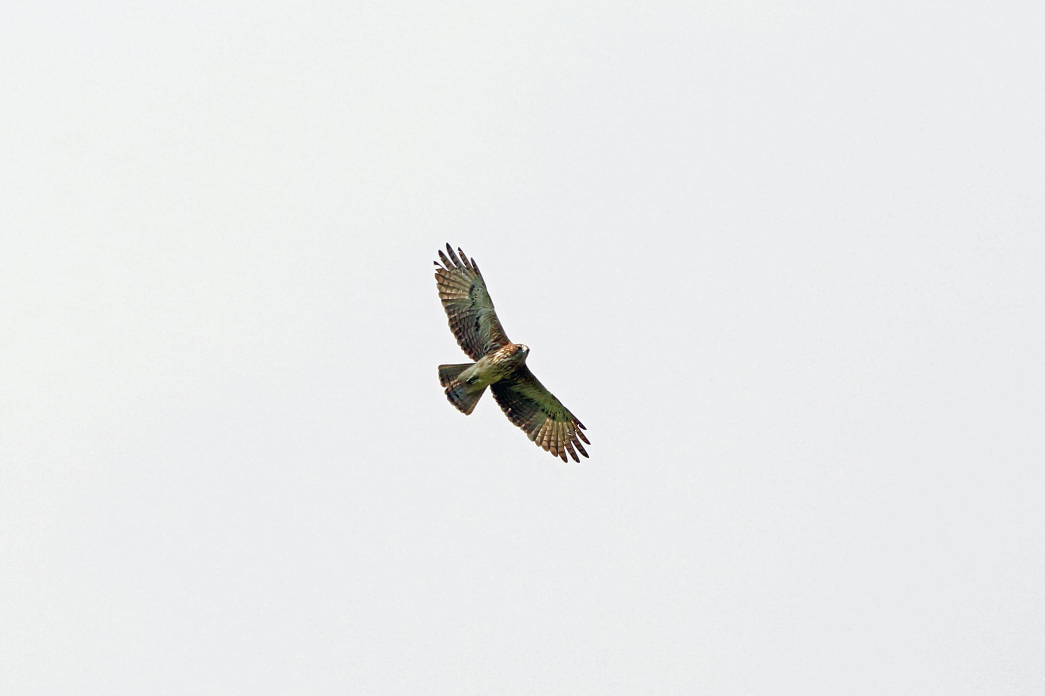 Águila papú