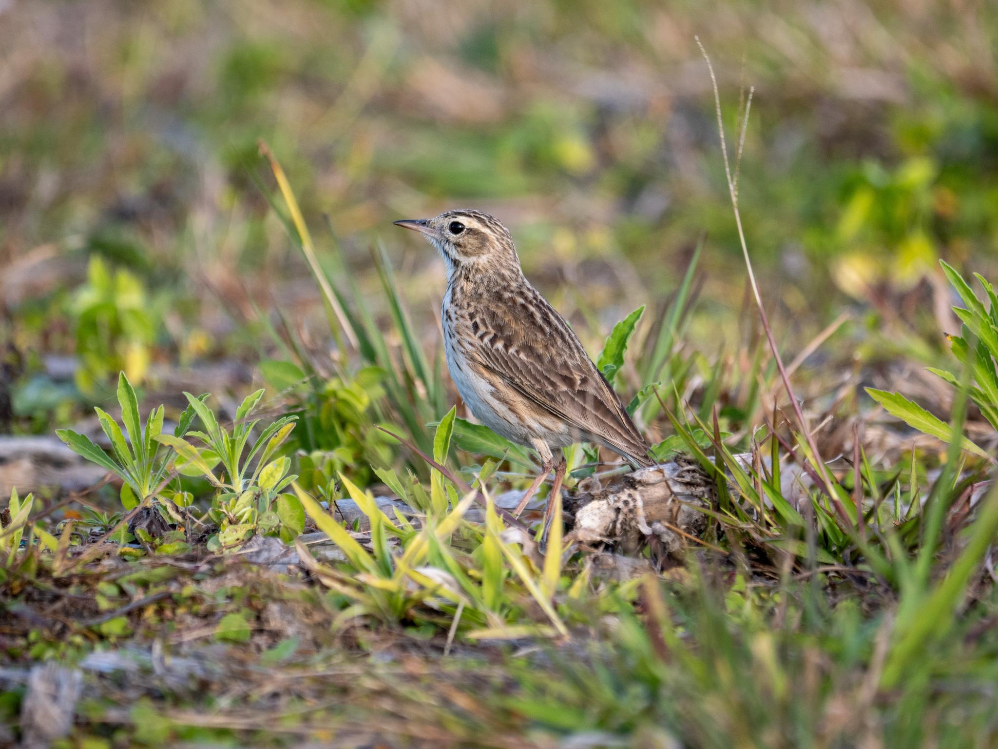 Anthus australis