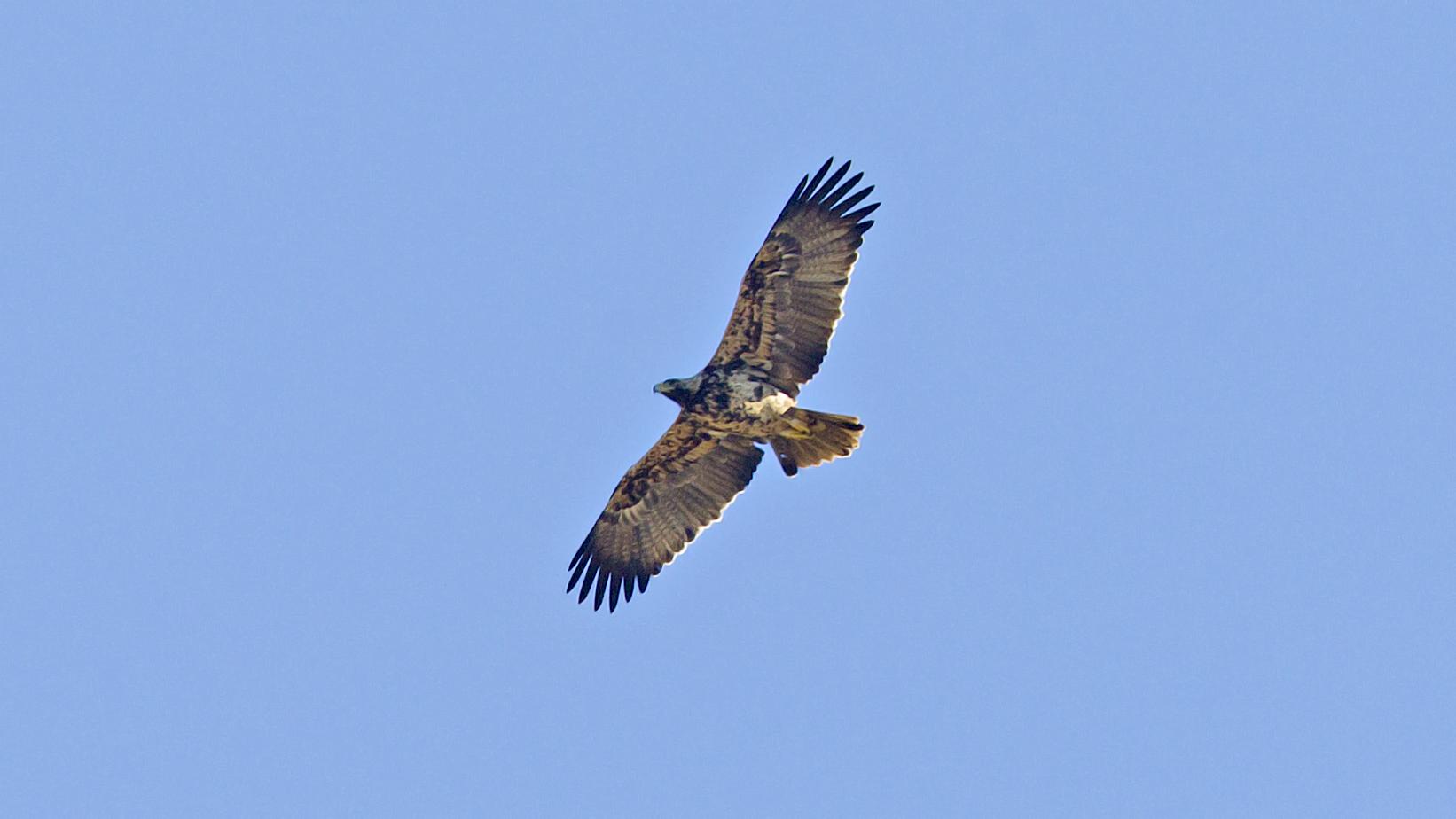 Aguila imperial Ibérica