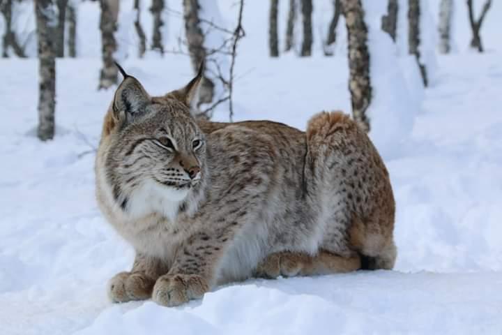 Eurasian Lynx