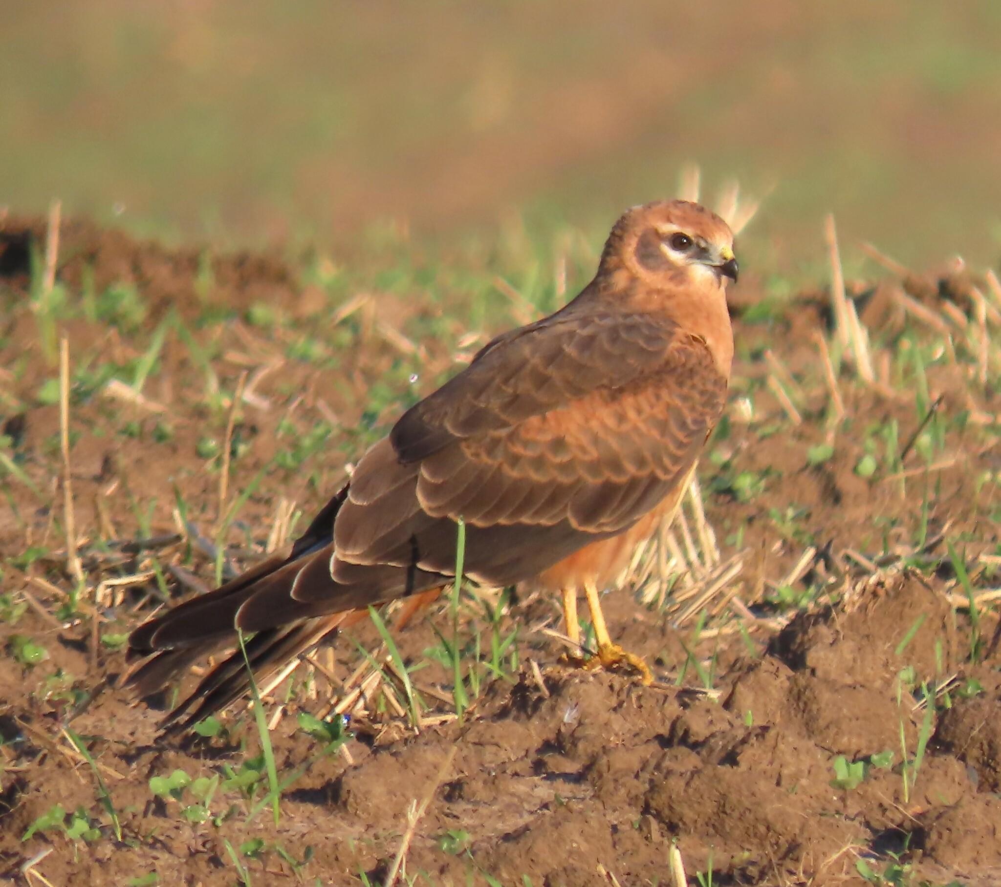 Aguilucho cenizo