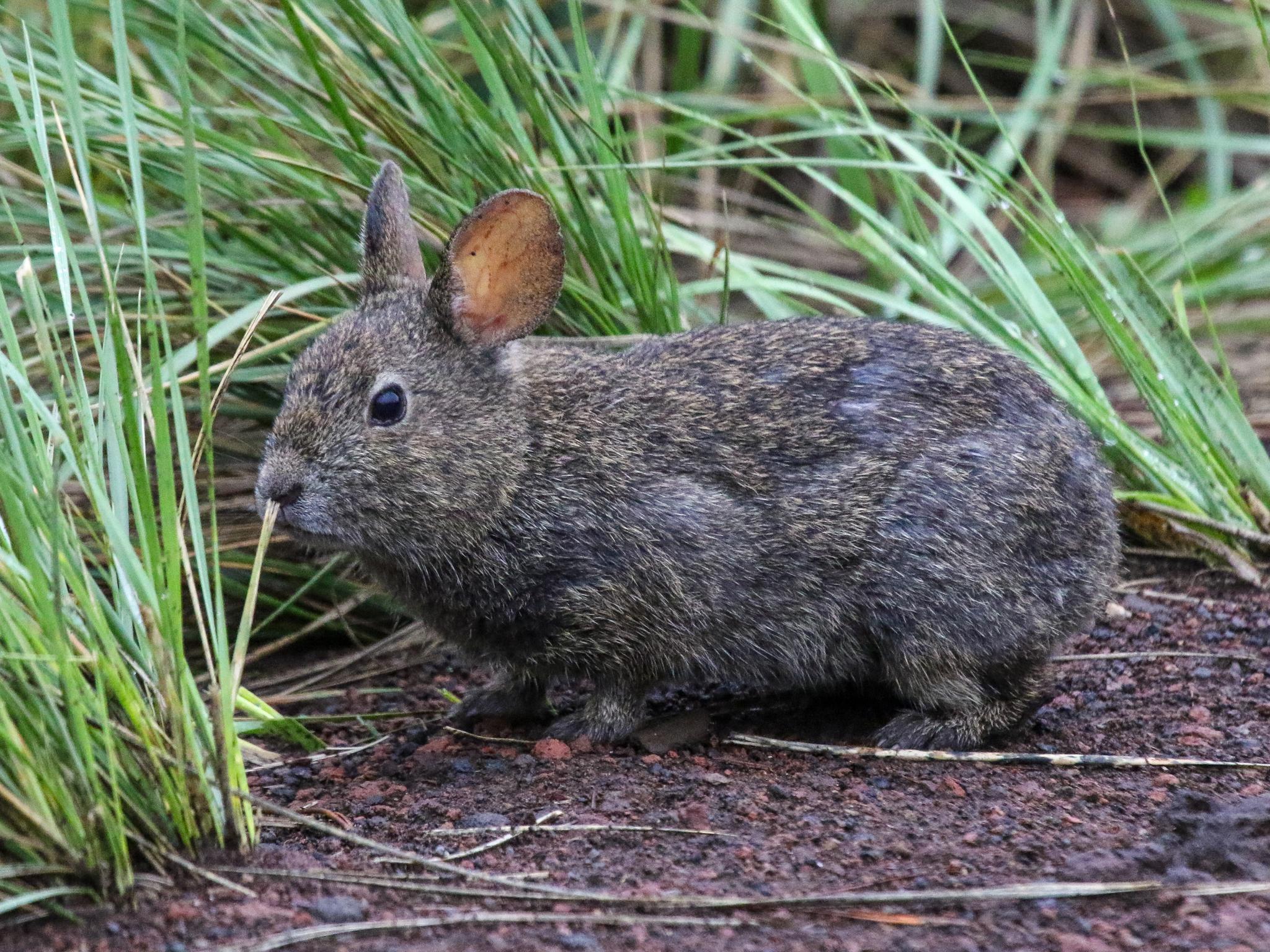 Liebres y conejos
