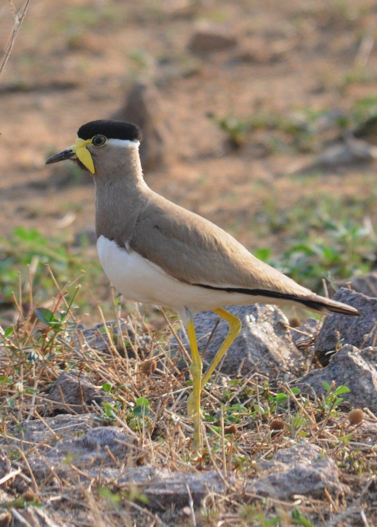 Avefría Malabar